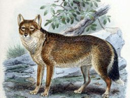Renard des Falkland